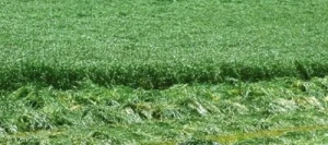 Ray grass d'Italie DICAR non traité