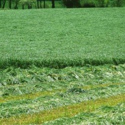 Ray grass d'Italie DICAR non traité