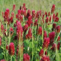 Trèfle incarnat MAVI AB non traité