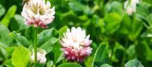 Trèfle hybride AURORA non traité