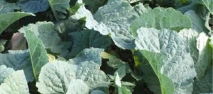 Moutarde URANUS Abyssinie non traité