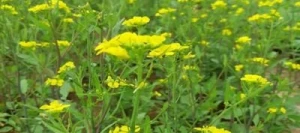 Moutarde CAPELINE Brune non traité