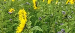 Tournesol couvert non traité