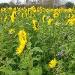 Tournesol couvert non traité