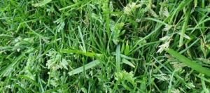 Paturin des prés CONNI gazonnant non traité