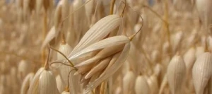 Avoine OPALINE blanche AB non traité