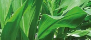 Maïs demi-précoce SHARLENE REDIGO