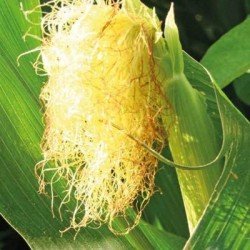 Maïs demi-précoce TEXAVERY REDIGO - SAS INSEMO