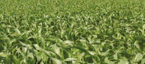 Maïs demi-précoce DONERIXX REDIGO