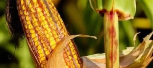 Maïs précoce LUKILUK REDIGO