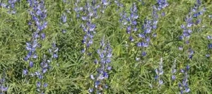 Lupin BOLERO bleu non traité