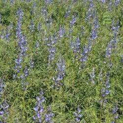 Lupin BOLERO bleu non traité