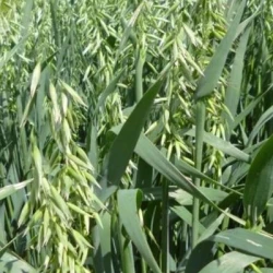 Avoine JOUVENCE blanche AB non traité