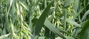 Avoine JOUVENCE blanche VIBRANCE GOLD