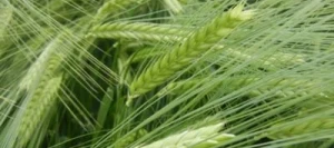 Orge 2R ETOILE VIBRANCE GOLD