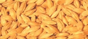 Orge 2R EXTASE AB non traité