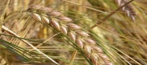 Orge 2R FLORENCE VIBRANCE GOLD