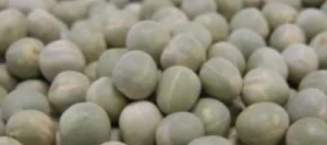 Pois protéagineux GREENWAY non traité