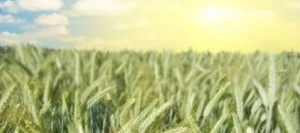 Triticale BONJOUR VIBRANCE GOLD