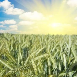 Triticale BONJOUR VIBRANCE GOLD