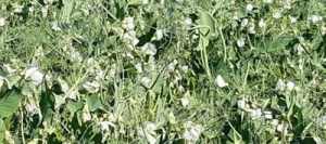 Pois protéagineux CAPTUR non traité