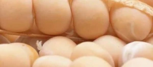 Pois protéagineux PERCEVAL non traité