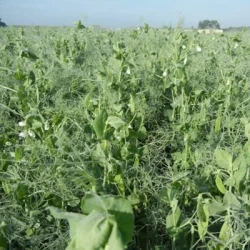 Pois protéagineux PROSPER AB non traité