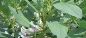 Féverole CAPRICE non traité