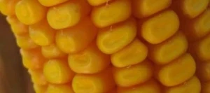 Maïs demi-précoce ESTEVIO AB SAS INSEMO B