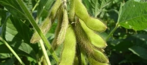 Soja CHANCELOR 000 Hicoat Super