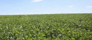 Soja CERES 000 AB non traité