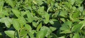 Soja COMPOSITOR 000 AB non traité