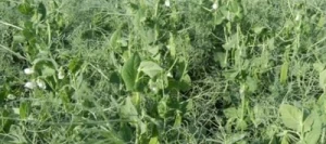 Pois protéagineux PROSPER non traité