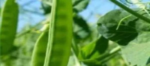 Pois protéagineux ATOLL non traité