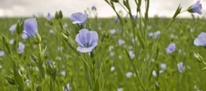 BLISS - Semence Lin oléagineux printemps non traité en sac 25 Kg