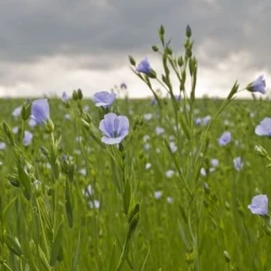 BLISS - Semence Lin oléagineux printemps non traité en sac 25 Kg