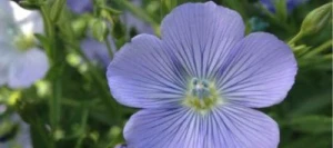 Lin oléagineux EMPRESS printemps non traité