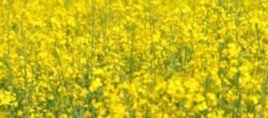 Colza CLEOPATRA de printemps non traité