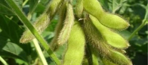 Soja PROFESSOR 00 non traité