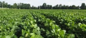 Soja CINDY 00 non traité