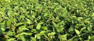 Soja DELPHI 00 non traité