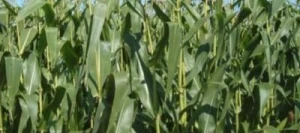 Maïs précoce AMELLO AB non traité