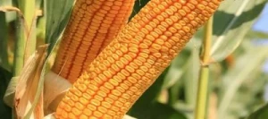Maïs tardif CORASANO REDIGO