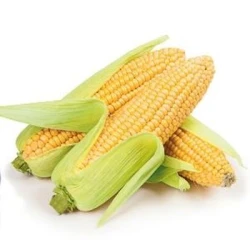 Maïs précoce TABARRO REDIGO