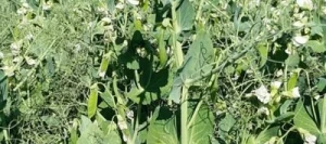 Pois protéagineux BATIST non traité