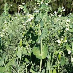 Pois protéagineux BATIST non traité