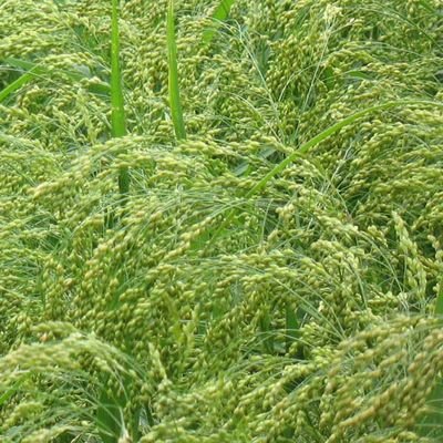Millet Blanc EARLY BIRD Qualit Prix GERMINEO