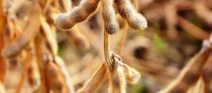 Soja PALLADOR I non traité