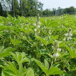 Lupin SULIMO blanc non traité