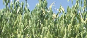 Avoine OLIVER nue non traité